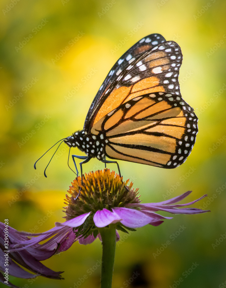 Fototapeta premium Profile portrait of a monarch butterfly on a coneflower