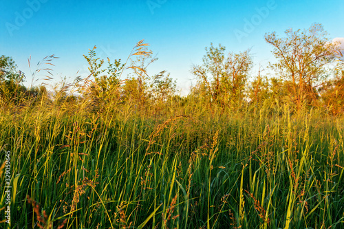 Tall grass on the edge of the forest.