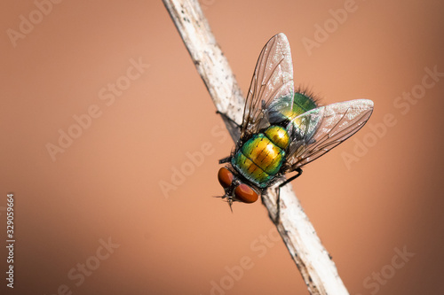 Housefly on a Stick photo