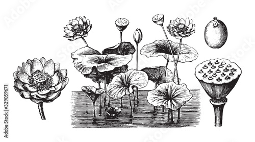 Lotus (Nelumbo nucifera) / vintage illustration from Brockhaus Konversations-Lexikon 1908