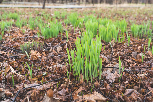 irst green grass in spring, selective focus