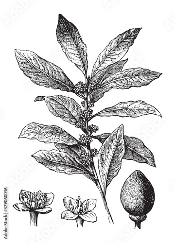 laurel (Laurus nobilis) / vintage illustration from Brockhaus Konversations-Lexikon 1908