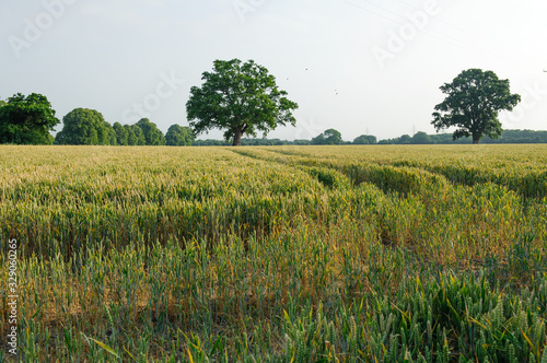 Rural scenic photo