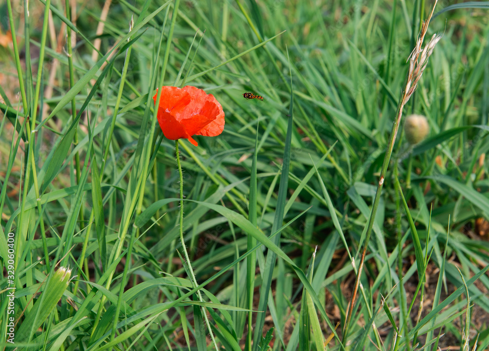 Red poppy