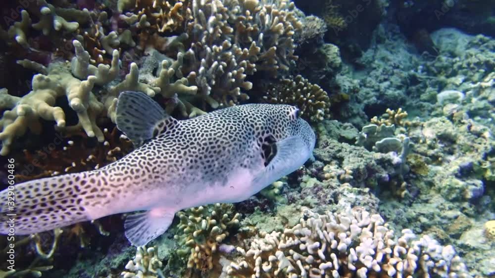 Grey Pufferfish checking out the reef! Grey Pufferfish checking out the reef!