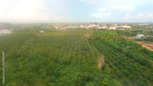 Wallpaper Mural 4k footage aerial drone view of forest fields and pineapple field in Thailand near Krabi village countryside in Thailand 25fps Torontodigital.ca
