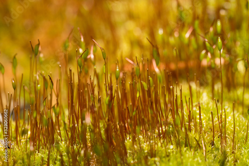 close up of fresh moss with seedlings