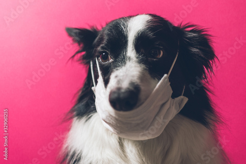 Border collie dog with medical mask against virus. Concept about animals and coronavirus covid19