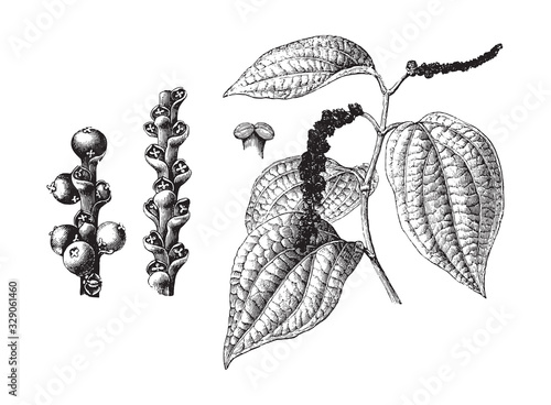 Black pepper plant (Piper nigrum) / vintage illustration from Brockhaus Konversations-Lexikon 1908