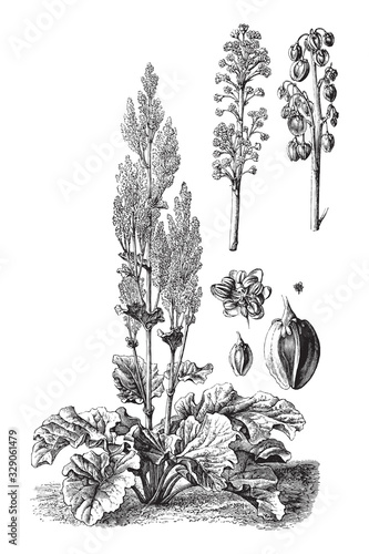 Chinese rhubarb (Rheum officinale) / vintage illustration from Brockhaus Konversations-Lexikon 1908 photo