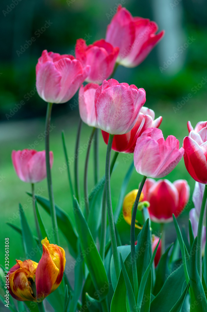 Obraz premium Fresh flowering tulips in springtime garden, beautiful early tulipa gesneriana flowers in bloom, various colors, flowers bunch