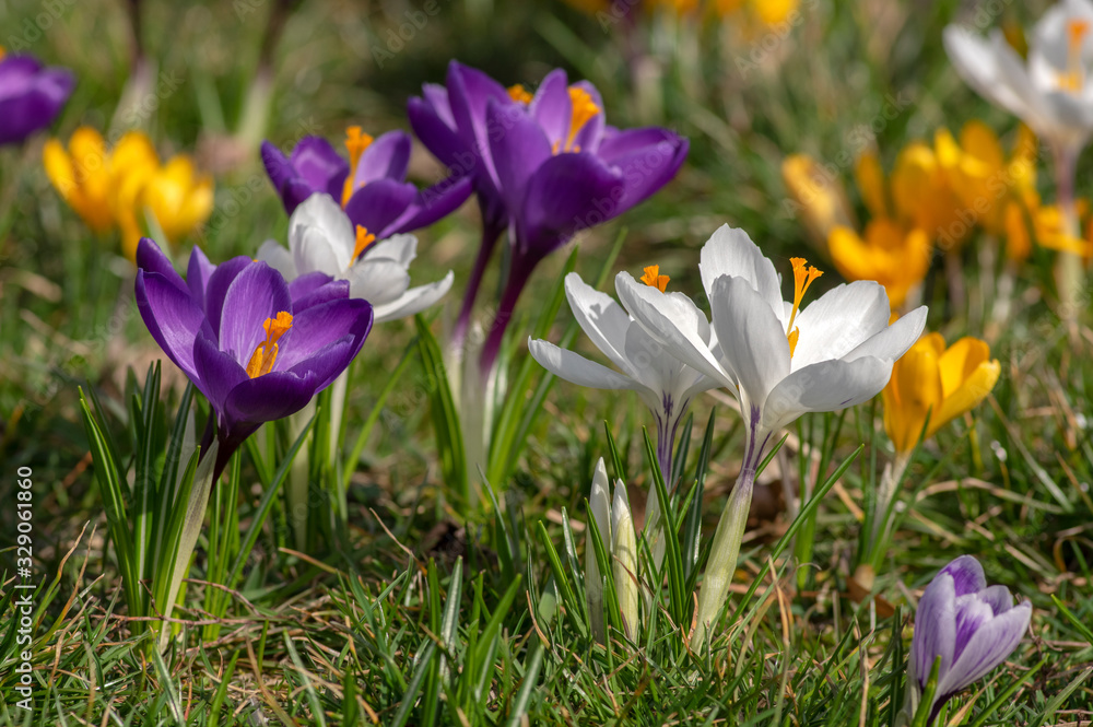 Field of flowering crocus vernus plants, group of bright colorful early spring flowers in bloom Field of flowering crocus vernus plants, group of bright colorful early spring flowers in bloom