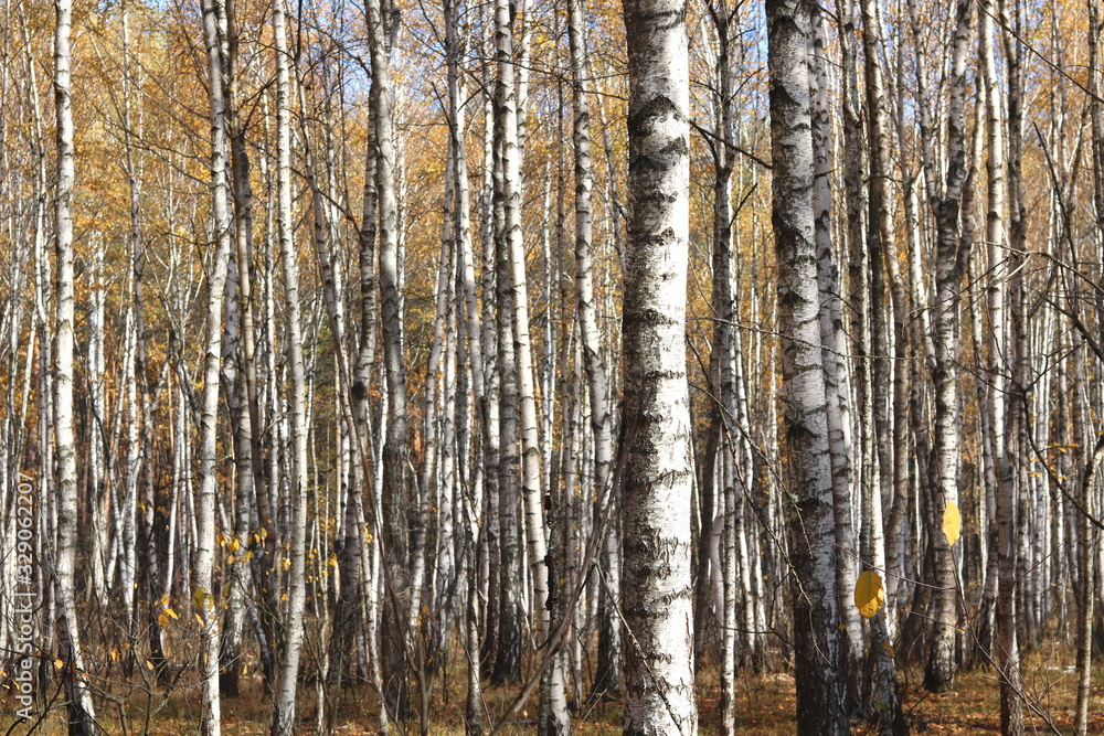 beautiful scene with birches in yellow autumn birch forest in october among other birches in birch grove beautiful scene with birches in yellow autumn birch forest in october among other birches in birch grove