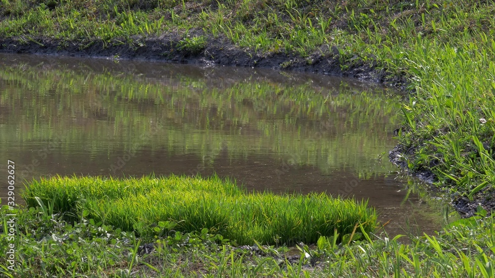Freshly planted rice in rural Japan