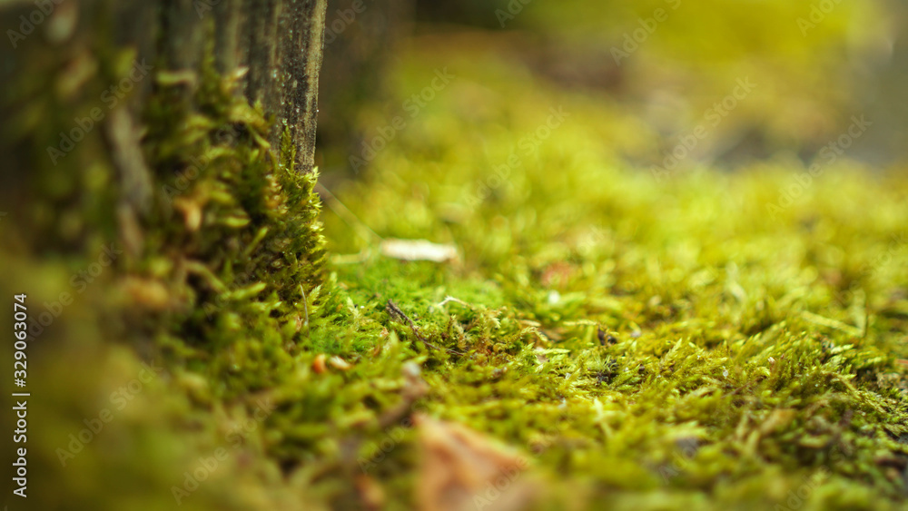 a small invisible world growing under our feet a small invisible world growing under our feet