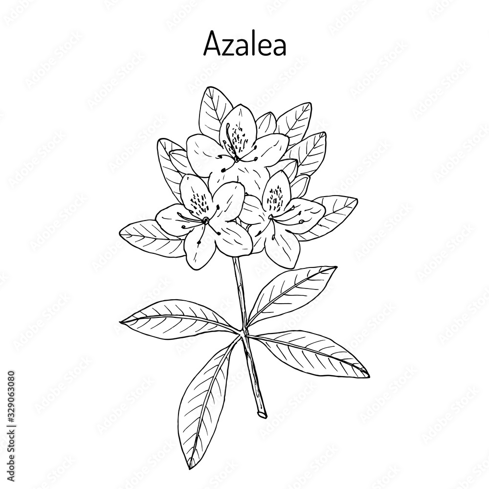 Fototapeta premium Azalea Rhododendron obtusum , ornamental and medicinal plant