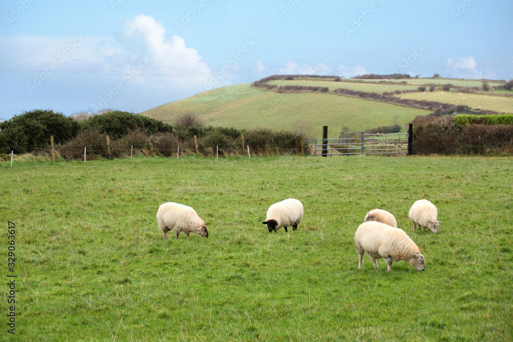 flock of cute white lambs graze on a green meadow