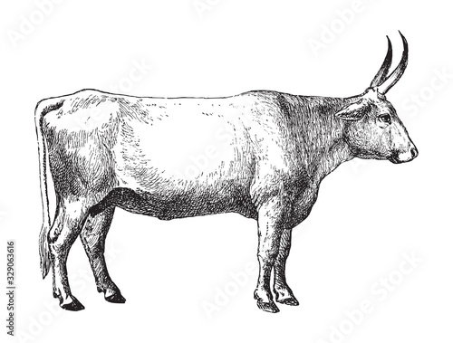 Ukrainian grey cow - Podolian cattle breed / vintage illustration from Brockhaus Konversations-Lexikon 1908