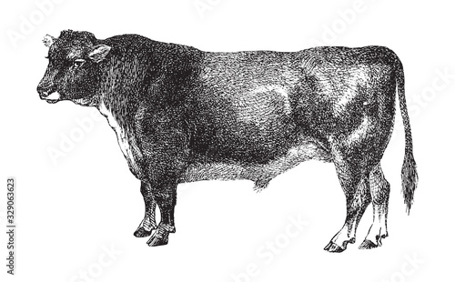 Bull - Scottisch hornless cattle breed / vintage illustration from Brockhaus Konversations-Lexikon 1908