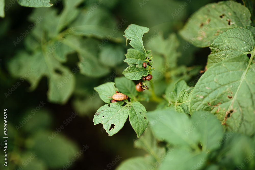 close up view of colorado bettle on poptato leaves close up view of colorado bettle on poptato leaves