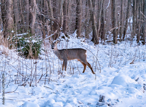 Fototapeta Naklejka Na Ścianę i Meble -  deer in winter forest