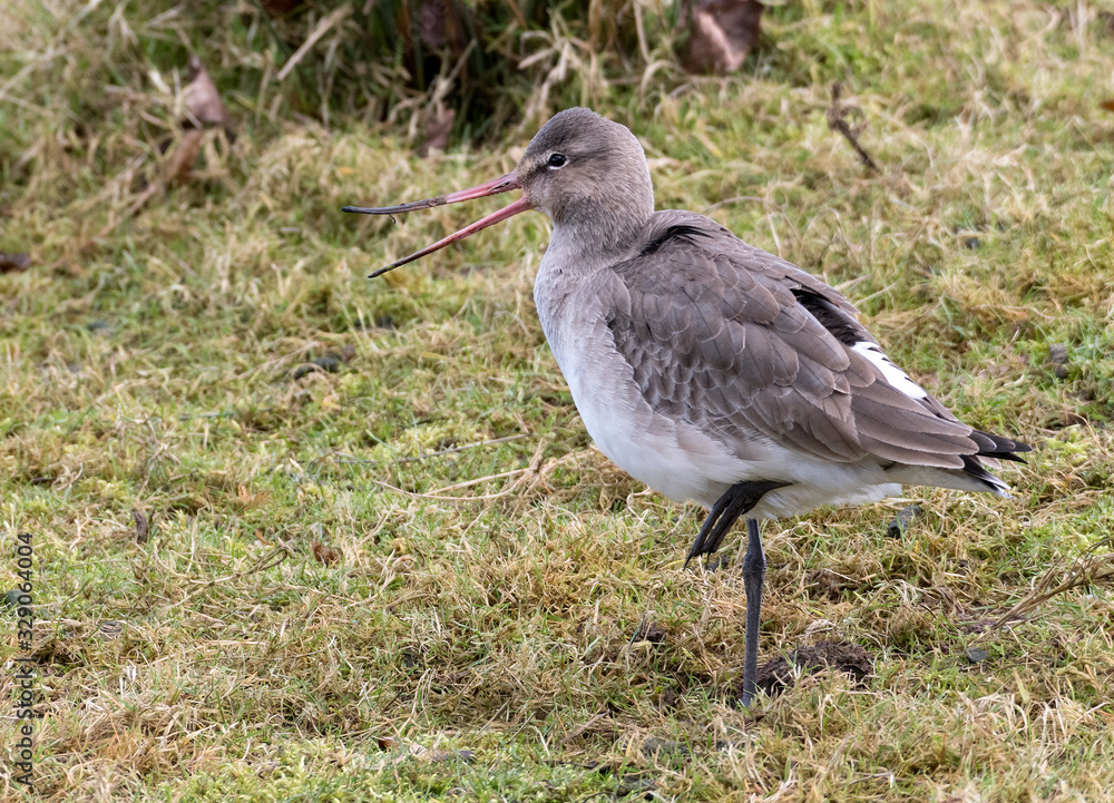 Naklejka premium Balck tailed Godwit