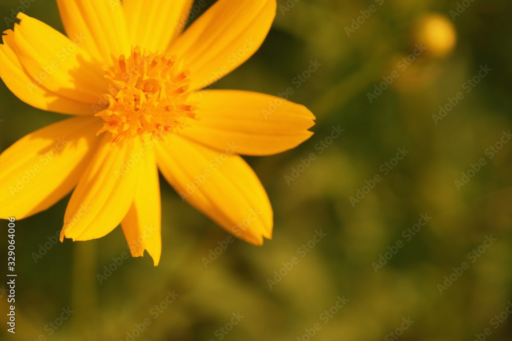 Yellow cosmos or Sulfur Cosmos flower in the park.