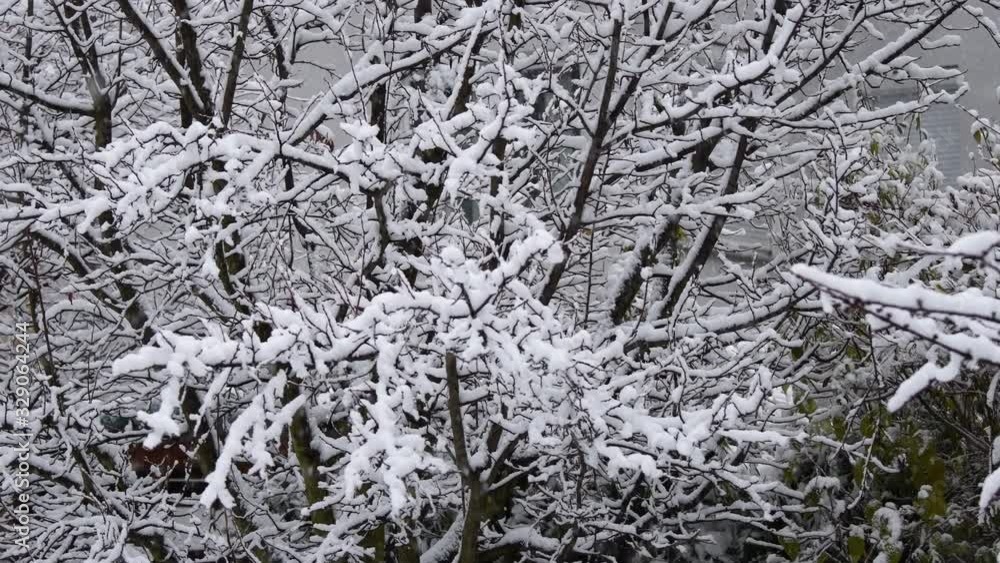 Heavy snowfall in winter in a garden, bushes and trees covered in snow, Vienna Austria Heavy snowfall in winter in a garden, bushes and trees covered in snow, Vienna Austria