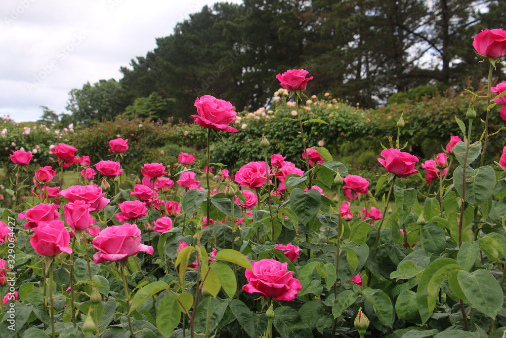 Roses bloom in spring 