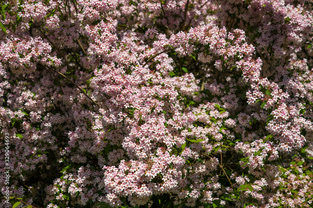 Pinke Blüten an einen Strauch im Frühling