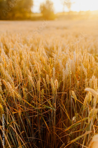 Agriculture Business - golden wheat eras on agricultural field