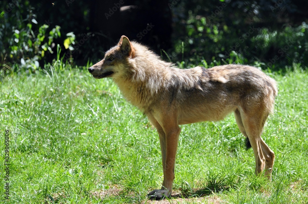 Fototapeta premium Wölfe