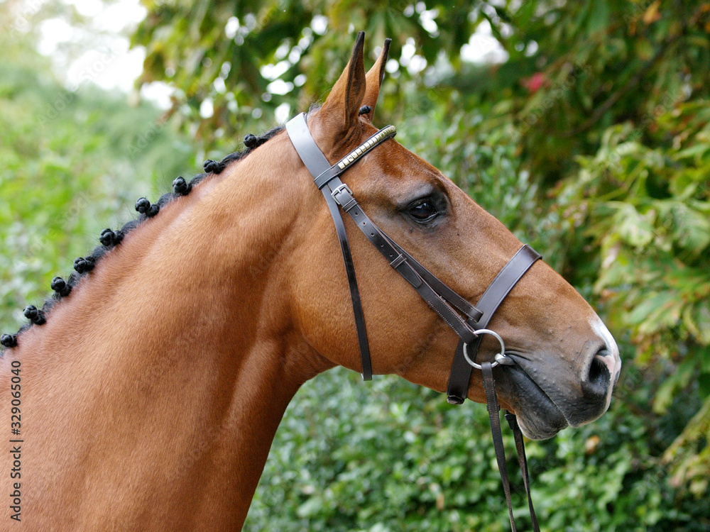 Obraz premium Stunning Bay Stallion