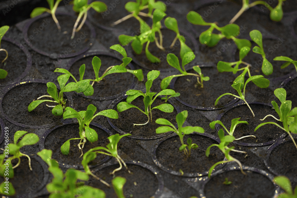 Background image of tiny green saplings in pots in garden or nursery plantation, copy space Background image of tiny green saplings in pots in garden or nursery plantation, copy space