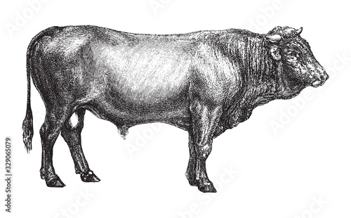 Bull - Swiss cattle breed / vintage illustration from Brockhaus Konversations-Lexikon 1908