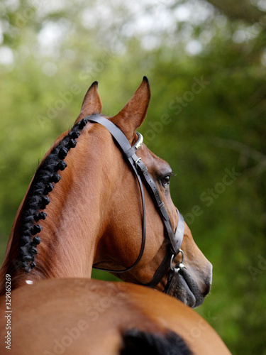 Stunning Bay Stallion