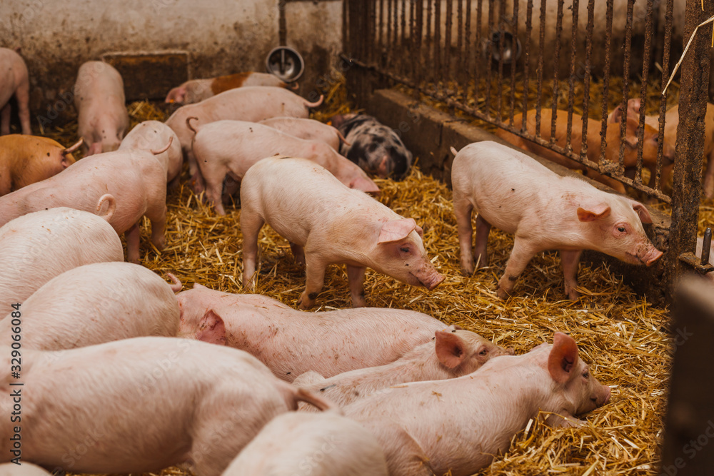 pigs in the pigsty livestock pork production pigs in the pigsty livestock pork production