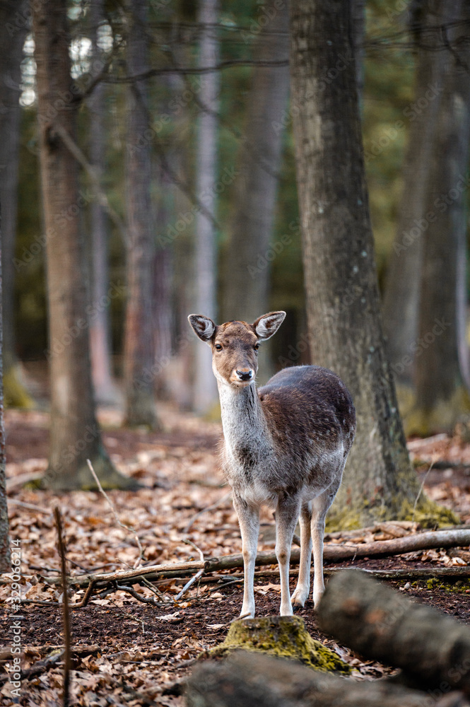 Wild fallow deer in forest. Nature, free, looking. Wild fallow deer in forest. Nature, free, looking.