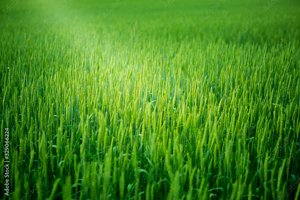 Green wheat in the field. Nature background.