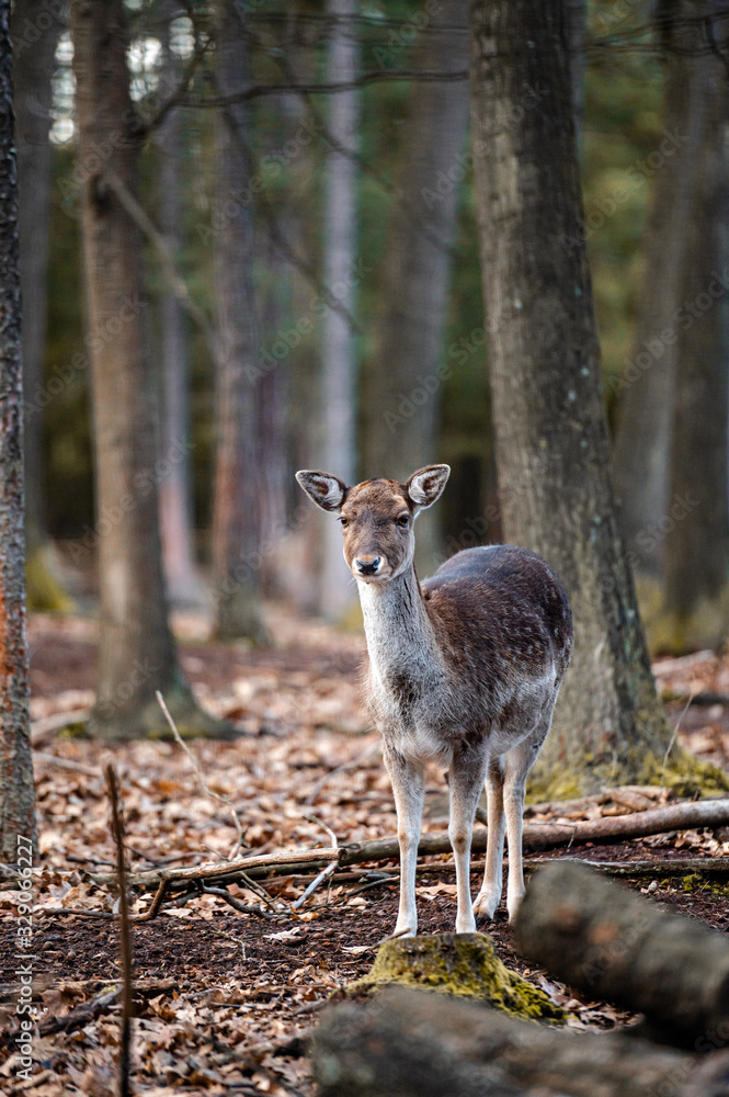 Wild fallow deer in forest. Nature, free, looking. Wild fallow deer in forest. Nature, free, looking.