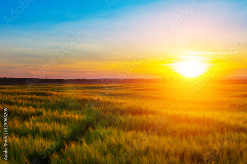 Wheat field at sunset. Beautiful sunset Nature background.