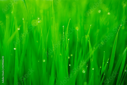 Fresh green grass with water drops close-up
