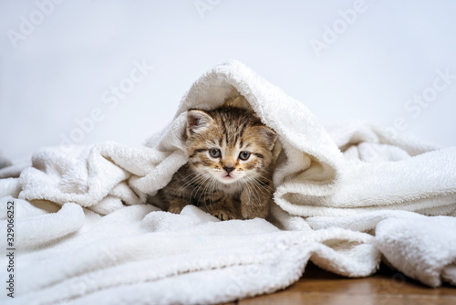 pretty kitten British lying on white plaid