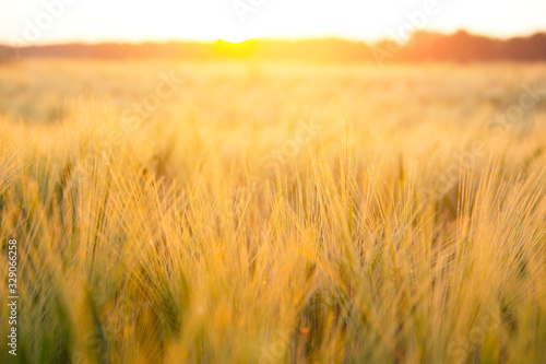 Bright sunset over wheat field. Copy space of the setting sun rays on horizon in rural meadow