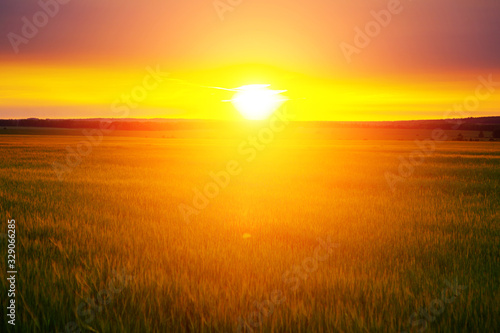 Wheat field at sunset. Beautiful sunset Nature background.