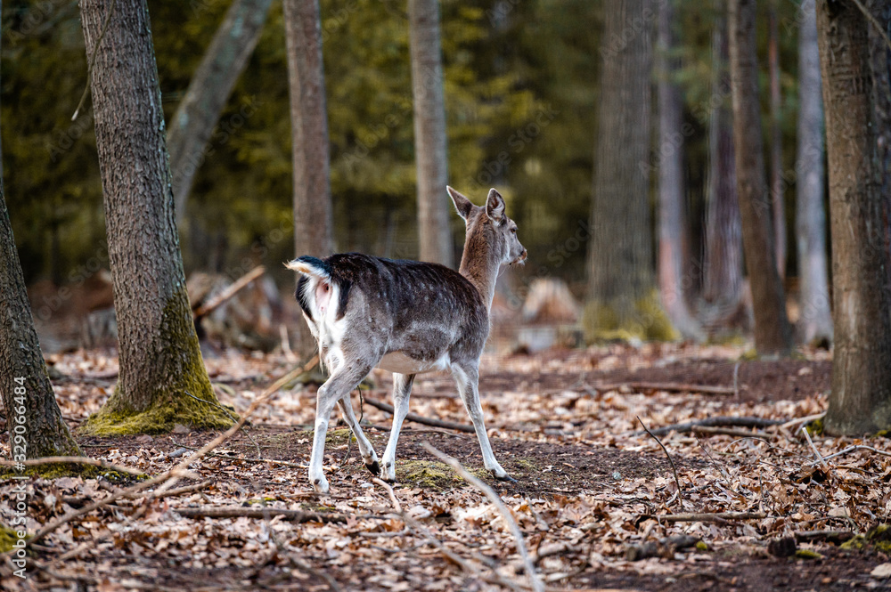 Wild fallow deer in forest. Nature, free, looking. Wild fallow deer in forest. Nature, free, looking.