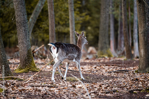 Wild fallow deer in forest. Nature, free, looking. © Eliška