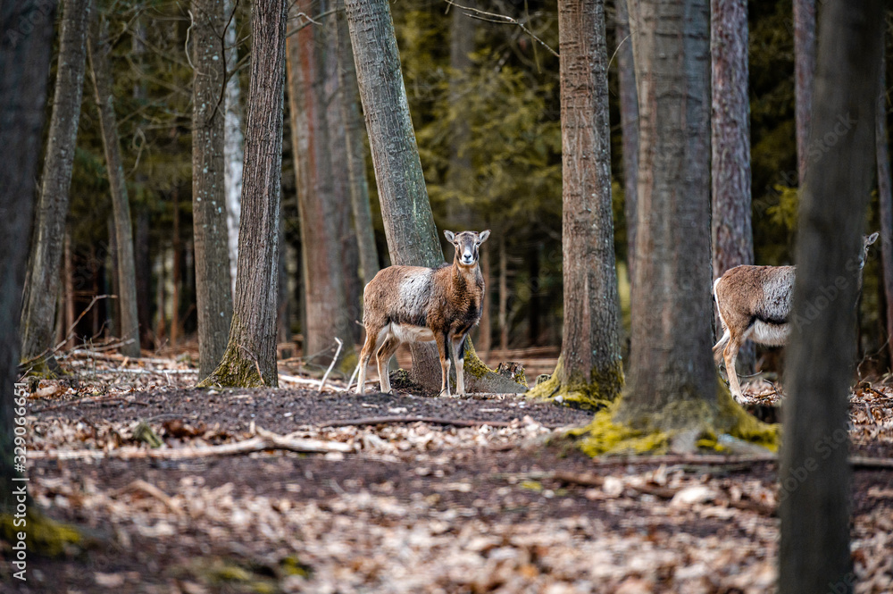 Wild fallow deer in forest. Nature, free, looking. Wild fallow deer in forest. Nature, free, looking.