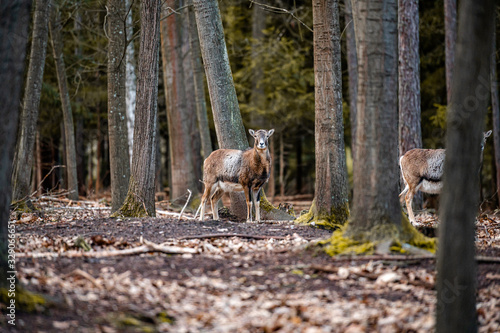 Wild fallow deer in forest. Nature, free, looking. 