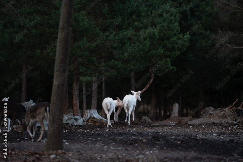 Wild fallow deer in forest. Nature, free, looking. Wild fallow deer in forest. Nature, free, looking.